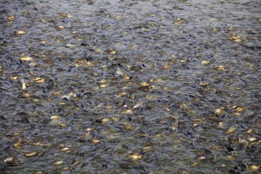 Balık havuzunda çok sayıda sazan balığı var.