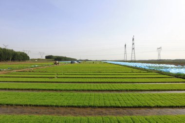 Pirinç filizli yatak, fotoğrafın yakın çekimi.