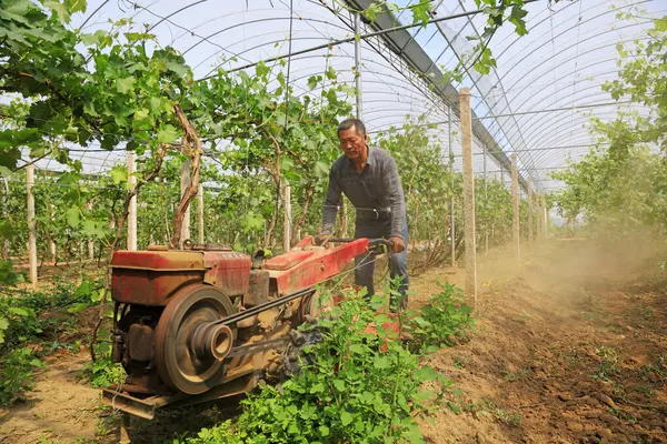 Comté Luannan Mai 2018 Les Agriculteurs Travaillent Dans Les Vignobles Image En Vente