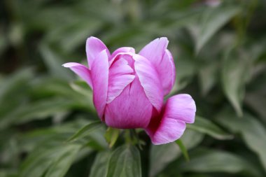 Botanik bahçesindeki peeonia laktiflora Pall