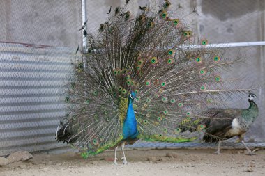 Kuzey Çin 'de bir hayvanat bahçesinde kuyruğunu sallayan tavuskuşu.