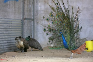 Kuzey Çin 'de bir hayvanat bahçesinde kuyruğunu sallayan tavuskuşu.