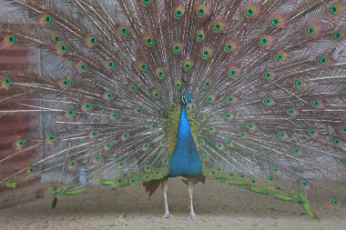 Kuzey Çin 'de bir hayvanat bahçesinde kuyruğunu sallayan tavuskuşu.