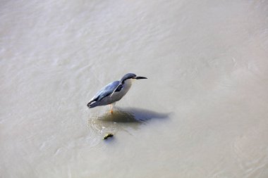 Huangpu Nehri 'nde yaşayan su kuşları, Şangay, Çin
