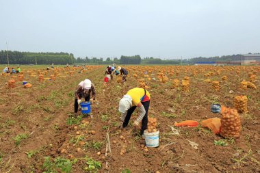 LUANNAN COUNTY, Çin - 3 Temmuz 2020: çiftçiler bir çiftlikte patates hasat ediyorlar, LUANNAN COUNTY, Hebei Eyaleti, Çin