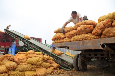 LUANNAN COUNTY, Çin - 3 Temmuz 2020: Çiftçiler bir çiftlikte patates taşımak için traktör kullanıyorlar, LUANNAN COUNTY, Hebei Eyaleti, Çin