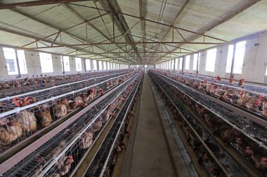 Kuzey Çin 'de bir çiftlikte kafeslere tavuk koyuyorlar.