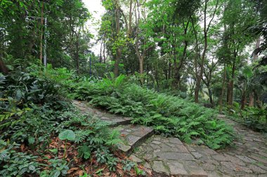 Eğreltiotu, Güney Çin 'de doğal ortamda yetişir.