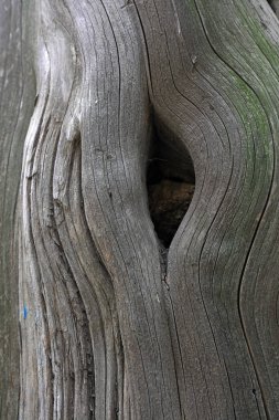 Kurumuş bir ağaç deliğinin yakın çekimi.