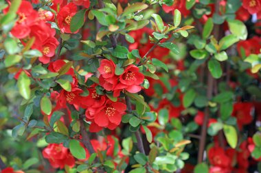 Parkta çiçek açan Begonya çiçekleri, Çin