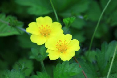 Köprü Mimari Manzarası fotoğrafın yakın çekimi