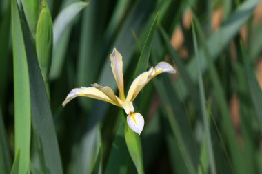 Köprü Mimari Manzarası fotoğrafın yakın çekimi