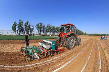 LUANNAN COUNTY, Hebei Eyaleti, Çin - 5 Mayıs 2019: Çiftçiler ekicileri tarlada fındık yetiştirmeye götürüyorlar.