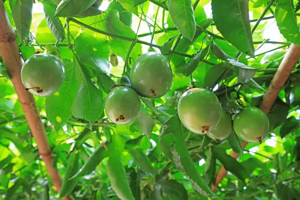 Passion fruit on plants in North China