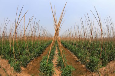 Domatesler Kuzey Çin 'deki tarlalarda yetişir.