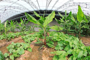 Kuzey Çin 'deki seralarda muz ağaçları