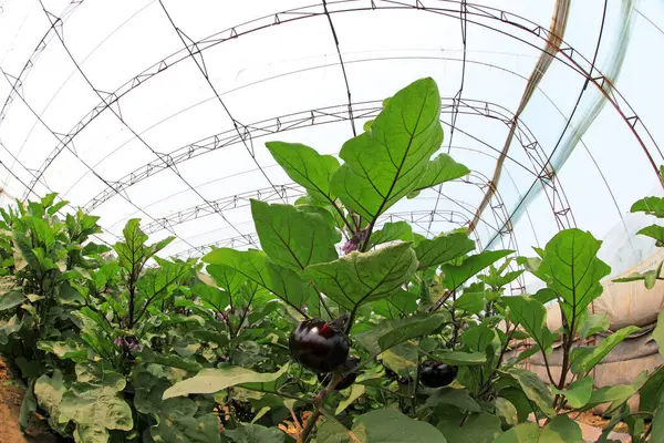 Eggplant plant in greenhouse, North China