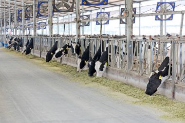 Süt inekleri çiftliklerde otlar.