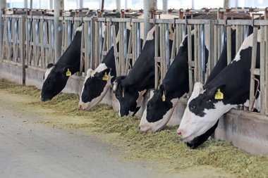 Süt inekleri çiftliklerde otlar.