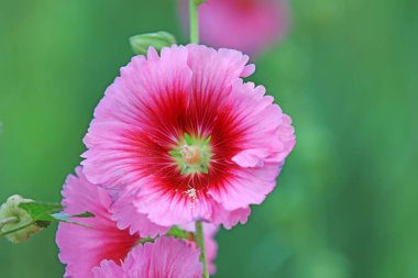 Parkta Hollyhock çiçekleri açıyor, Luannan County, Hebei Eyaleti, Çin