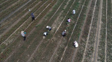 Luannan İlçesi, Çin - 20 Haziran 2019: Bahçıvan gül bakımevi, Luannan County, Hebei Eyaleti, Chin