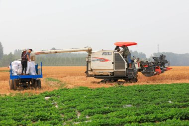 Luannan County, Çin - 20 Haziran 2019: Hasat hasatçısı, Luannan County, Hebei Eyaleti, Çin 'de buğday biçti