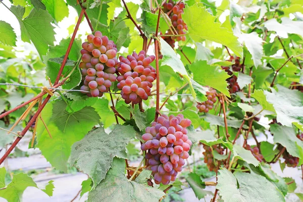 mature grapes on vines, North China