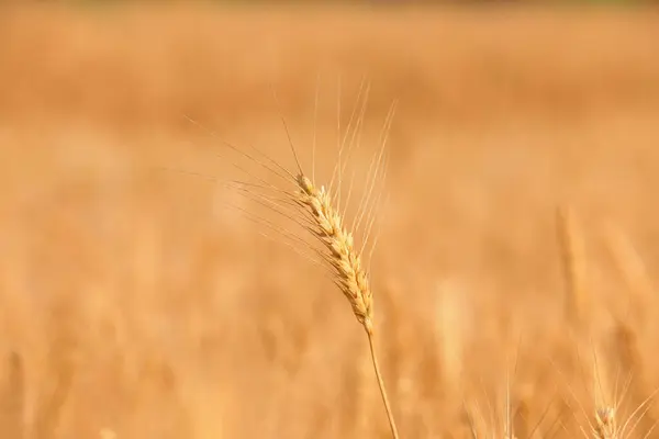 Зрілі Вуха Пшениці Полі Стокова Картинка