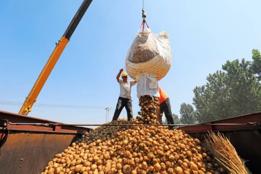 Luannan County, Çin - 3 Temmuz 2019: Çiftçiler patates taşımak için vinç kullanıyorlar, Luannan County, Hebei Eyaleti, Çin.  