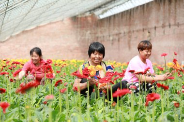 Luannan County, Çin - 10 Temmuz 2019: İşçiler, Luannan County, Hebei Eyaleti, Çin 'deki bir çiçek çiftliğinde Afrika kasımpatısı topladılar.