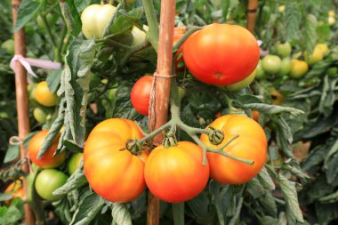Domatesler çiftliklerdeki bitkilerde yetişir.