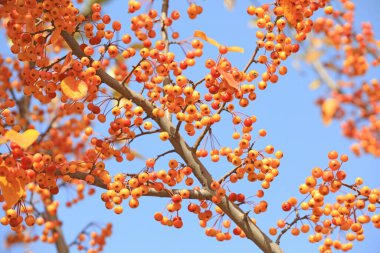Dallarda begonya meyvesi, Kuzey Çin