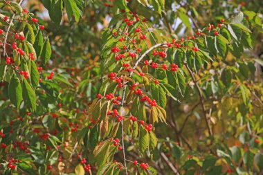 Parktaki bir dalda hanımeli meyvesi