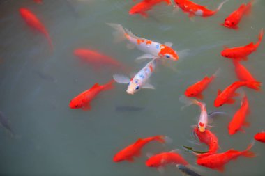 Kızıl Koi gölette özgürce dolaşıyor.