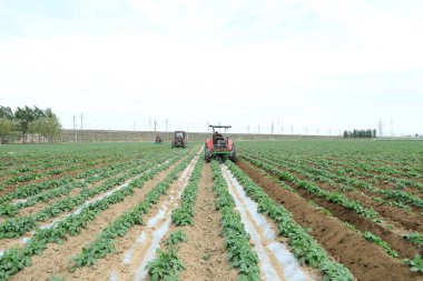 LUANNAN COUNTY, Hebei Eyaleti, Çin - 5 Mayıs 2019: Çiftçiler patates tarlalarında traktör ve ot sürüyorlar.