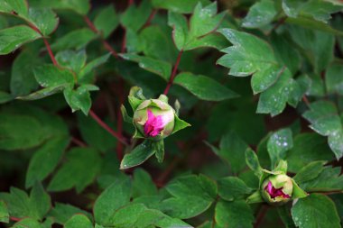 Parkta çiçek açan şakayıklar, Çin