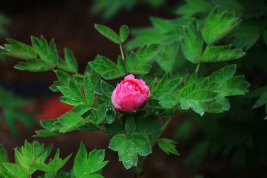 Parkta çiçek açan şakayıklar, Çin