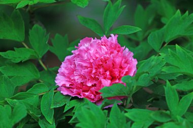 Parkta çiçek açan şakayıklar, Çin