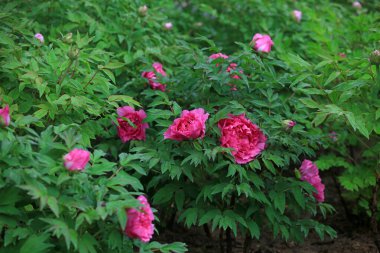 Parkta çiçek açan şakayıklar, Çin