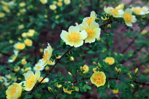 Rosa davurica flowers in the park, China