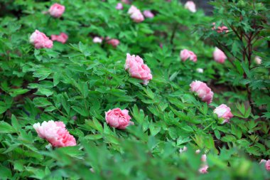 Parkta çiçek açan şakayıklar, Çin