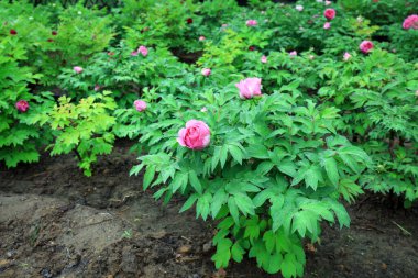 Parkta çiçek açan şakayıklar, Çin