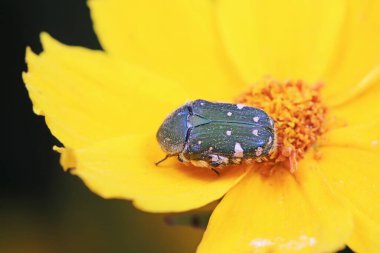 Scarab kasımpatının üzerinde.