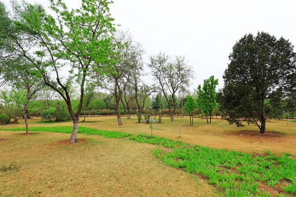Green plants in the park, North China