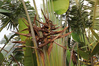 Muzun solmuş cilvesi.