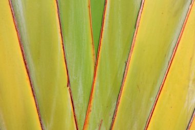 Güney Çin 'deki plantain saplarına yakın çekim.