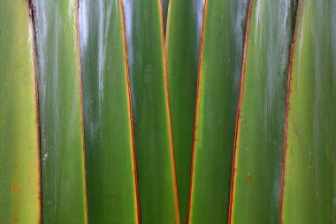 Güney Çin 'deki plantain saplarına yakın çekim.