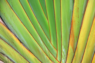 Gezginlerin muz sapına yaklaş