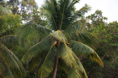 Sanya, Hainan Eyaleti, Çin 'de Hindistan cevizi ağaçları çiçek açıyor.