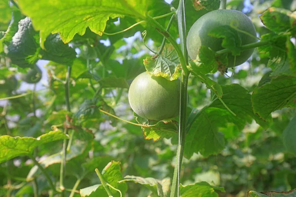 Melons grow on plants in greenhouses